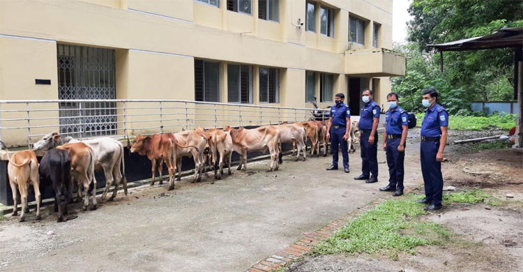 সীমান্ত এলাকা থেকে ভারতীয় গরু উদ্ধার