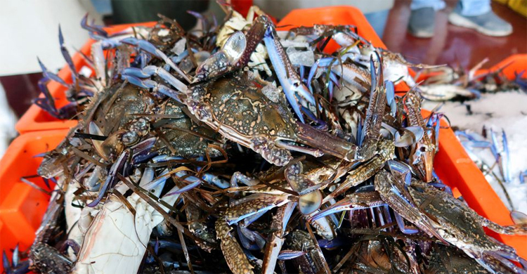 Mediterranean marine heatwaves threaten coastal livelihoods