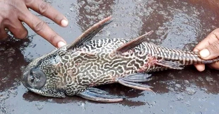 Govt issues final notification banning Sucker Fish