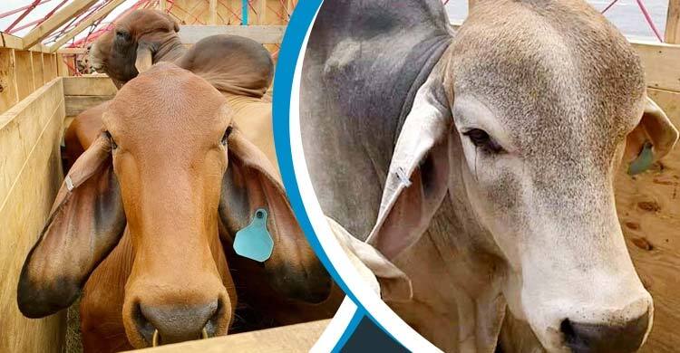 ১৮ ব্রাহামা গরুর বিষয়ে আবেদন নিষ্পত্তিতে কাস্টমসকে ১৫ দিনের সময়
