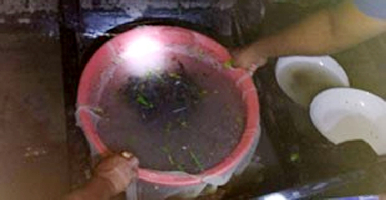 হালদায় জব্দ ৩ হাজার চিংড়ি রেণু অবমুক্ত