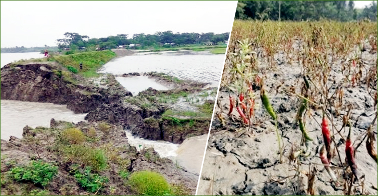 ভাঙা বেড়িবাঁধ দিয়ে ফসলের খেতে রোজ ঢুকছে জোয়ারের পানি