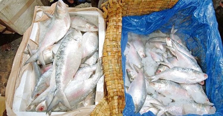 ভারতে গেলো আরও ৪ টন ইলিশ