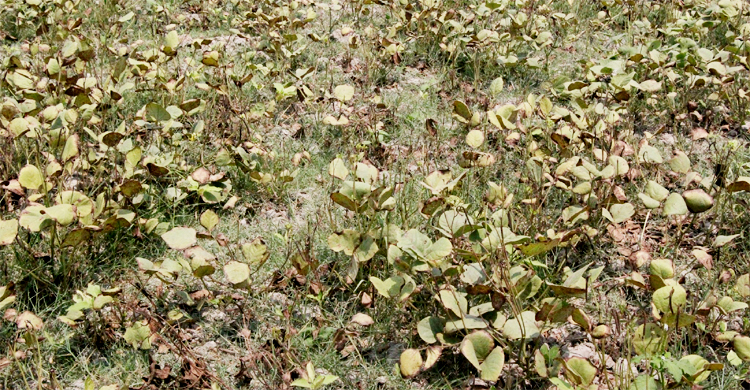 দাবদাহে পুড়ছে মুগডালের ফলন