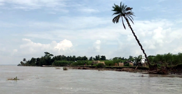 জাজিরায় পদ্মার ভাঙনে দেড়মাসে ৬০ পরিবার গৃহহীন, আতঙ্কে আরও শতাধিক