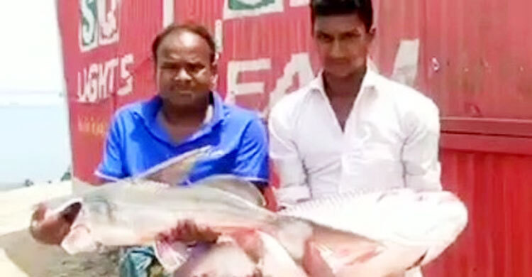 কাতল আর আইড় মিলে দাম সাড়ে ২২ হাজার