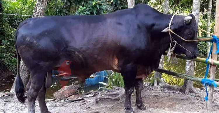 ৩০ মণের ‘খান বাহাদুর’কে নিয়ে স্বপ্ন দেখছেন চাঁদপুরের শফিউল্লাহ