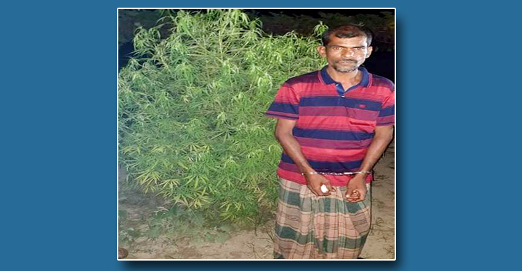 বগুড়ায় বেগুন ক্ষেতে গাঁজা চাষ