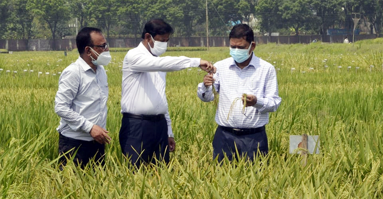 ব্রি উদ্ভাবিত জাতগুলো খাদ্য উৎপাদনে বৈপ্লবিক পরিবর্তন আনবে