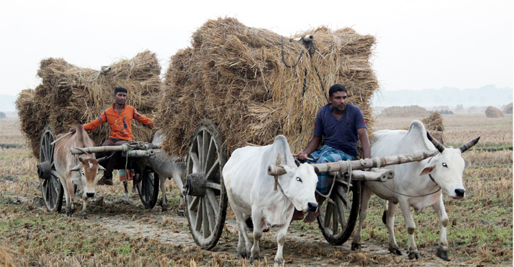সোনার ফসলে হাসি ফুটেছে কৃষক পরিবারে