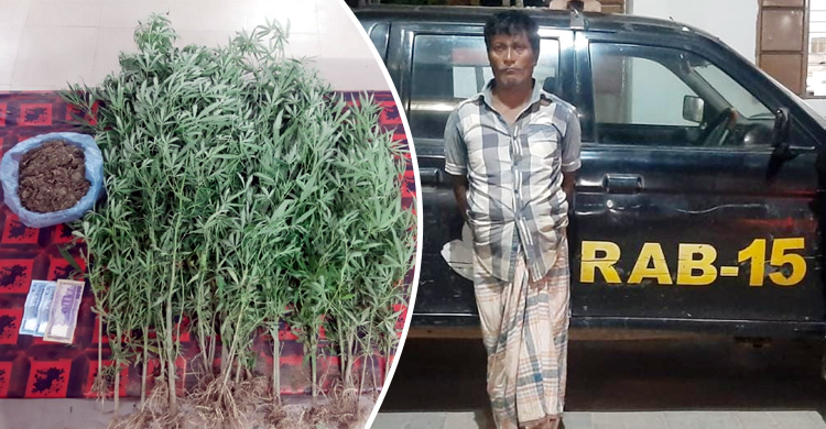 বাড়ির আঙ্গিনায় গাঁজা চাষ, মাদক কারবারি গ্রেফতার