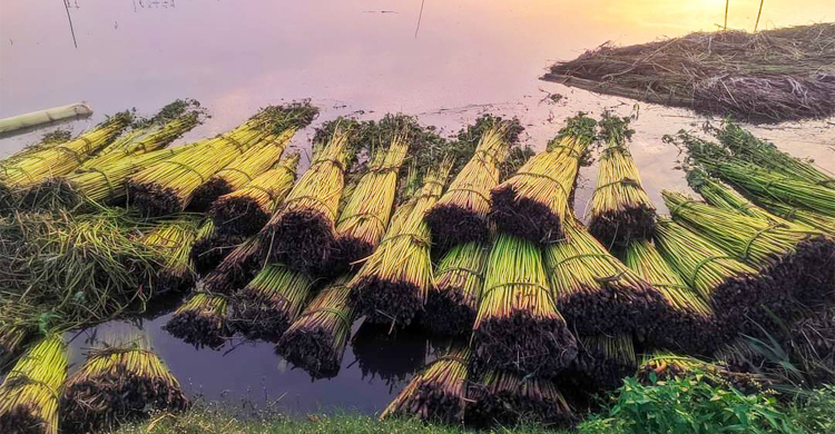 ফরিদপুরে পাট নিয়ে সংকটে চাষিরা