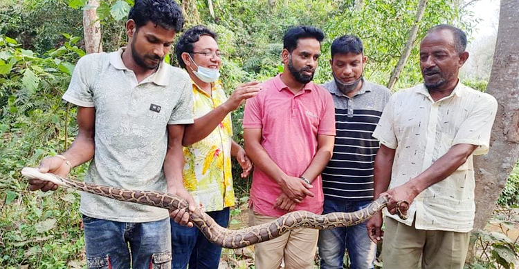 মৌলভীবাজারে উদ্ধার অজগর বনে অবমুক্ত