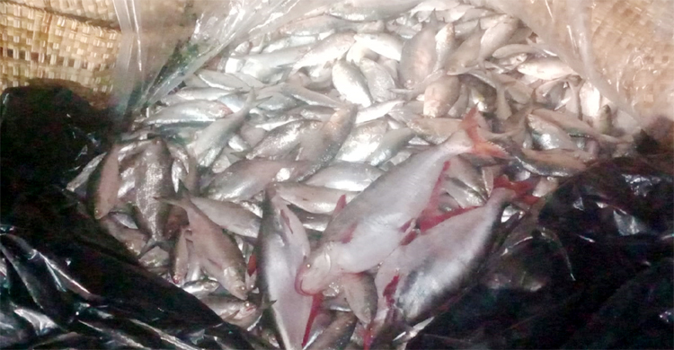 নিষেধাজ্ঞার শেষ দিনে জব্দ ৭ মণ ইলিশ