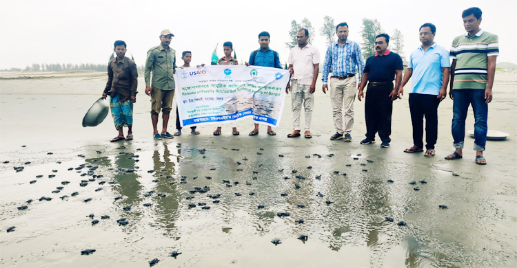 টেকনাফ সৈকতে ৩৫০ কচ্ছপের বাচ্চা অবমুক্ত