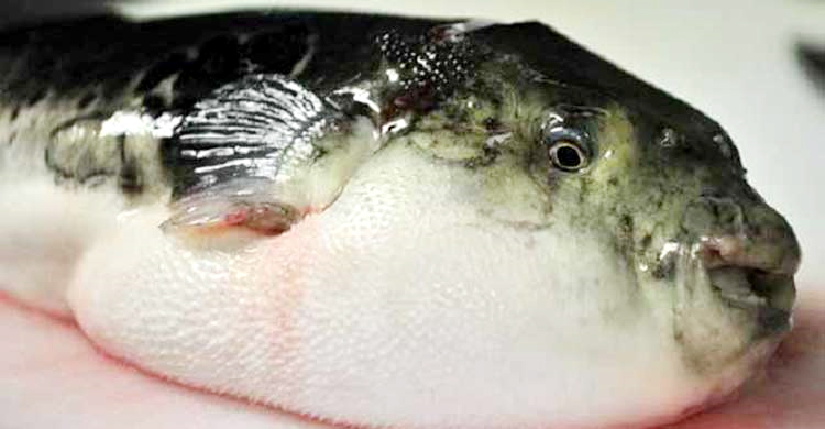 সাতক্ষীরায় পটকা মাছ খেয়ে একজনের মৃত্যু, অসুস্থ ৫