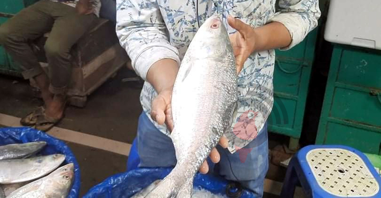 চাঁদপুরের রুপালি ইলিশ চেনার উপায়