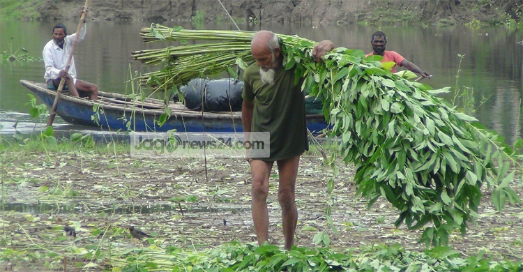 বন্যার শঙ্কায় সময়ের আগেই পাট কাটতে ব্যস্ত চাষিরা