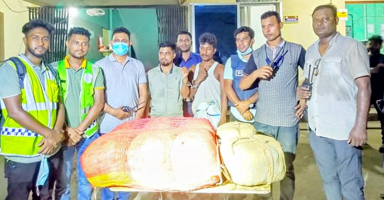 শায়েস্তাগঞ্জে ৩০ কেজি গাঁজাসহ দুইজন আটক