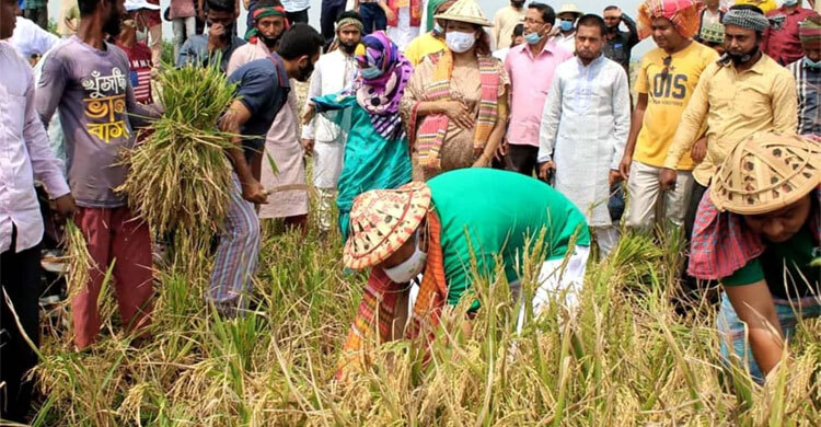 ধান কেটে দেয়া শুরু করল কৃষক লীগ