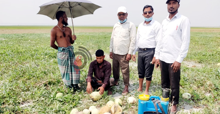 শত্রুতার বিষে নষ্ট ৮ একর তরমুজ, ক্ষতি ২০ লাখ টাকা
