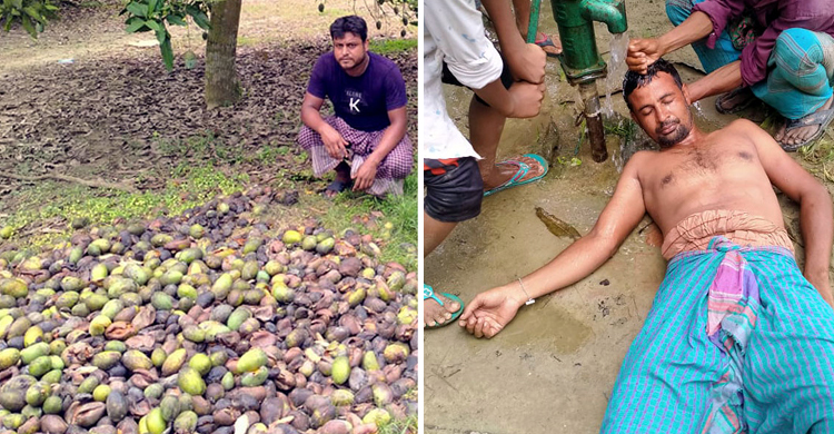 আম নষ্ট হওয়া দেখে বাগানেই জ্ঞান হারালেন চাষি