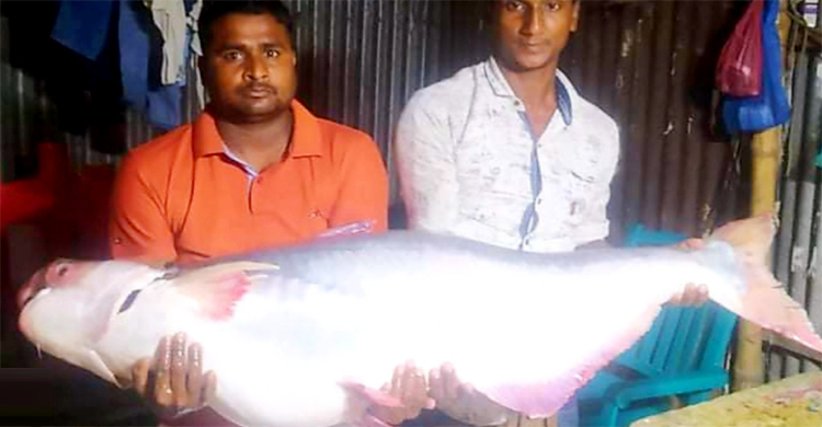 ২৬ কেজি ওজনের পাঙ্গাস ধরা পড়ল পদ্মায়