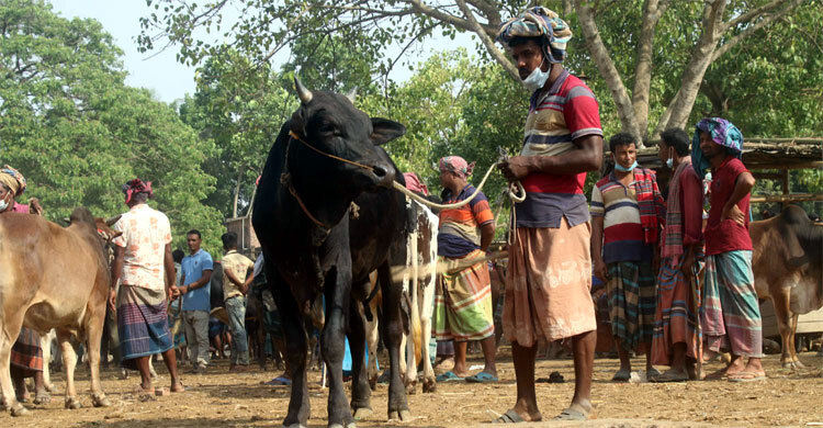 করোনার থাবা গরুর বাজারে, দিশেহারা খামারিরা