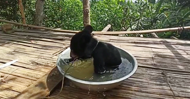 পাহাড় থেকে ভাল্লুকের বাচ্চা উদ্ধার করল আশ্রমের শিশুরা