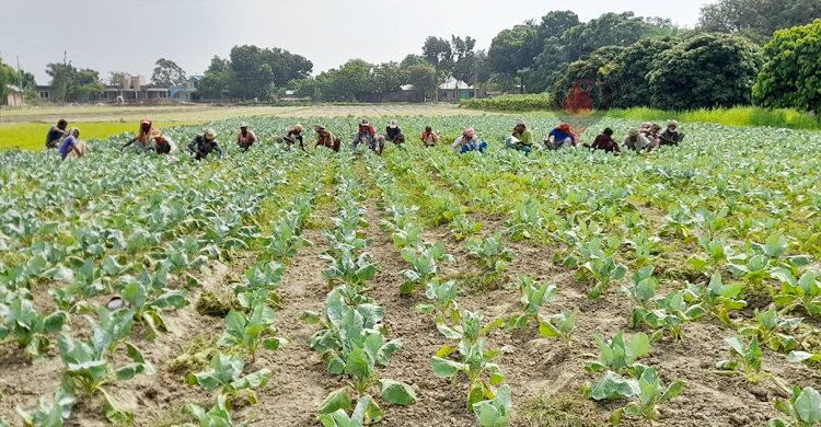 সার-বীজে নাভিশ্বাস সবজি চাষিদের
