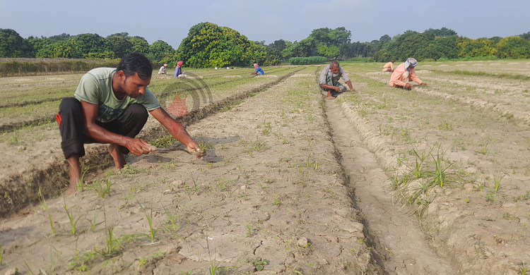 সার-বীজে নাভিশ্বাস সবজি চাষিদের