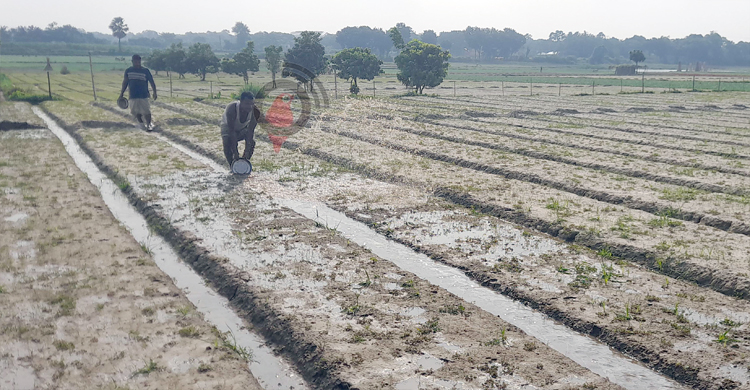 সার-বীজে নাভিশ্বাস সবজি চাষিদের