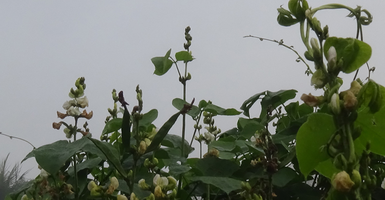 শীত আর ঘন কুয়াশায় নষ্ট হচ্ছে শাক-সবজি