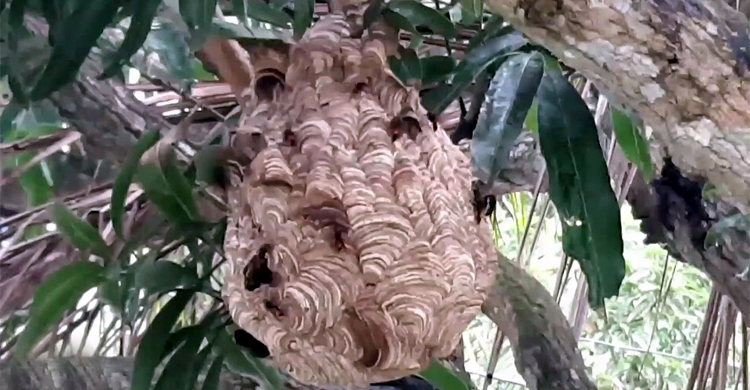 ভিমরুলের কামড়ে প্রাণ গেলো ৮০ বছরের বৃদ্ধার