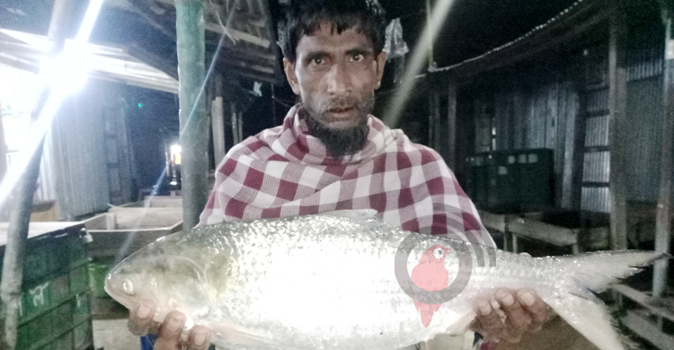 ভোলায় এক ইলিশের দাম তিন হাজার