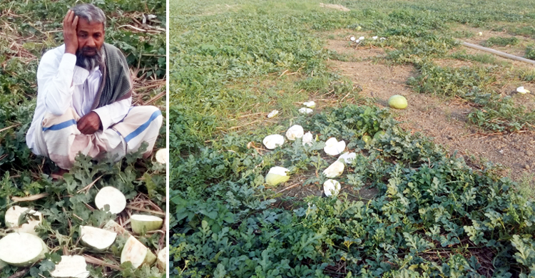 টুকরো টুকরো তরমুজ নিয়ে কাঁদছেন অসহায় চাষি