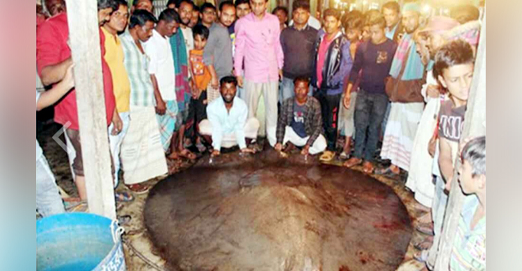 জেলের জালে ৮ মণ ওজনের মাছ, খুশিতে আত্মহারা