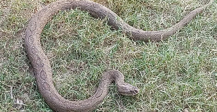 কুষ্টিয়ায় আবার দেখা মিলল বিষাক্ত চন্দ্রবোড়া