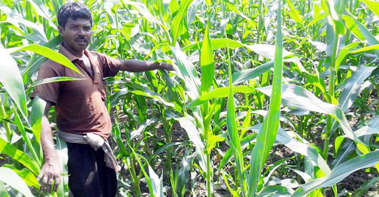 জীবননগরে রেকর্ড পরিমাণ ভুট্টাচাষ