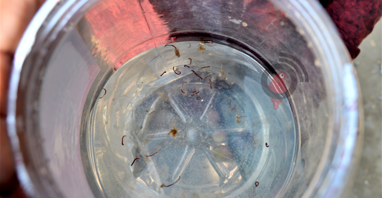 সাপ্লাই পানিতে আসছে পোকা