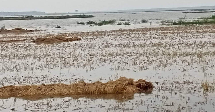 পুনর্ভবা নদীর পানিতে প্লাবিত গোমস্তাপুরের ৩ হাজার বিঘা জমির ধান