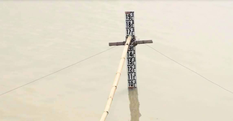 যমুনার পানি বেড়ে নষ্ট হচ্ছে চরাঞ্চলের ফসল