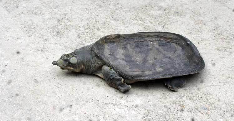 পুকুরে মিললো বিলুপ্তপ্রায় ধুম তরুণাস্থি কচ্ছপ