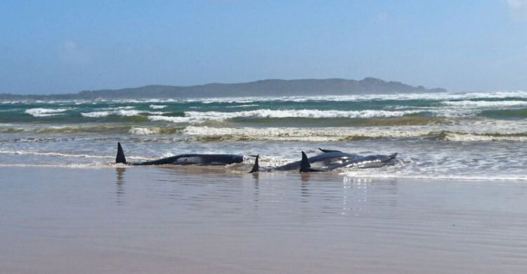 Australia whales: 90 dead in mass stranding off Tasmania
