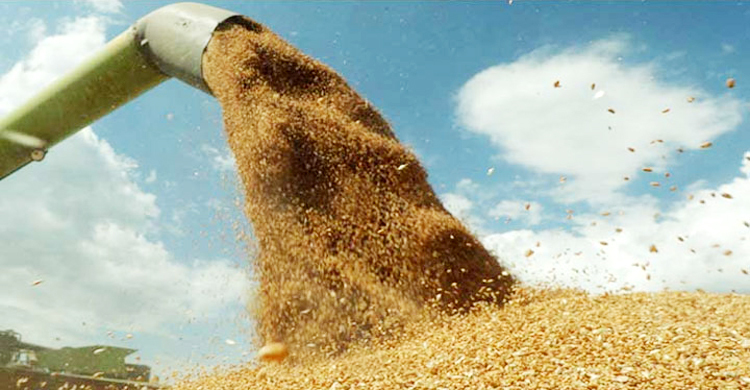 গম নিয়ে টিআইবির প্রতিবেদন বিভ্রান্তি তৈরি করবে: সচিব