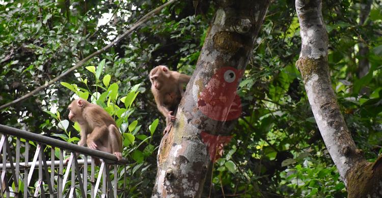 লাউয়াছড়ায় এখন অবাধে দেখা মেলে বন্যপ্রাণির