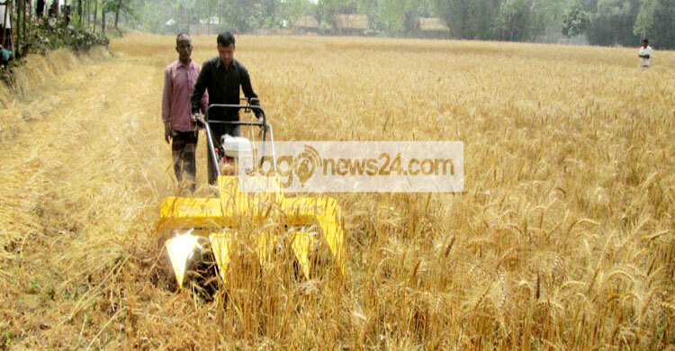 খোলাবাজারেই দাম বেশি, থমকে গেছে ঠাকুরগাঁওয়ে গম সংগ্রহ অভিযান