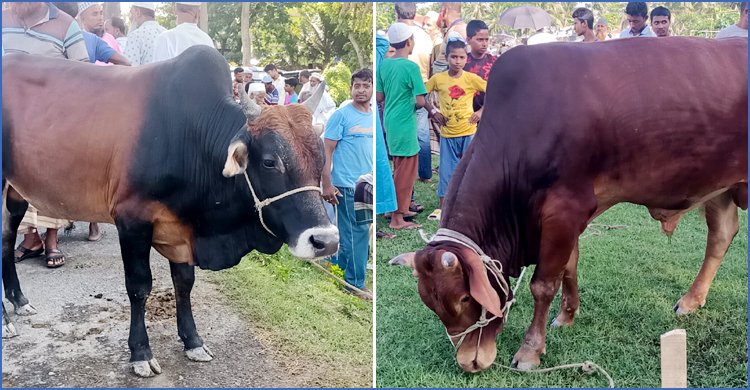 এবার বঙ্গবন্ধুর নামে দুটি গরু কোরবানি দিচ্ছেন কুয়াকাটার মেয়র