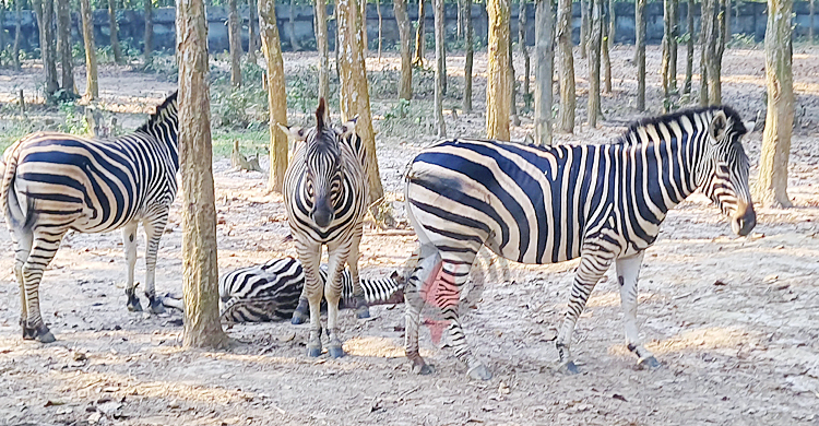‘সাফারি পার্কে জেব্রাগুলো হত্যা করা হয়েছে’