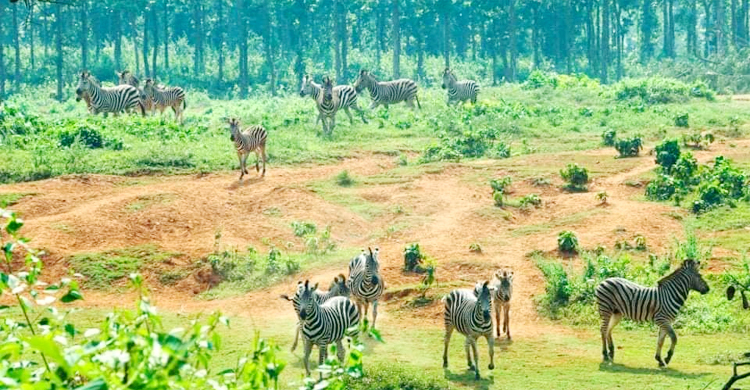 সাফারি পার্কে এত প্রাণীর মৃত্যুর দায় কার?